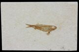 Jurassic Fossil Fish (Leptoleptis) - Solnhofen Limestone #112678-1